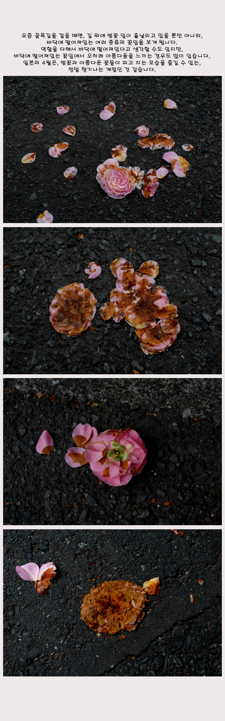 [�Ϻ���] ���δ� �� ���� ������ �ִ� ������ �� �Ƹ����